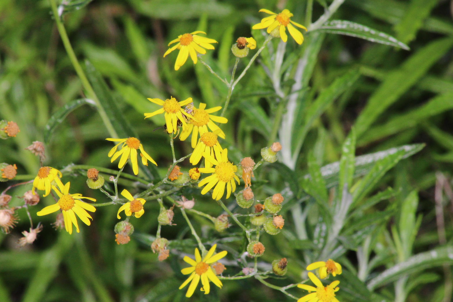 Senecio pterophorus / Senecione alato